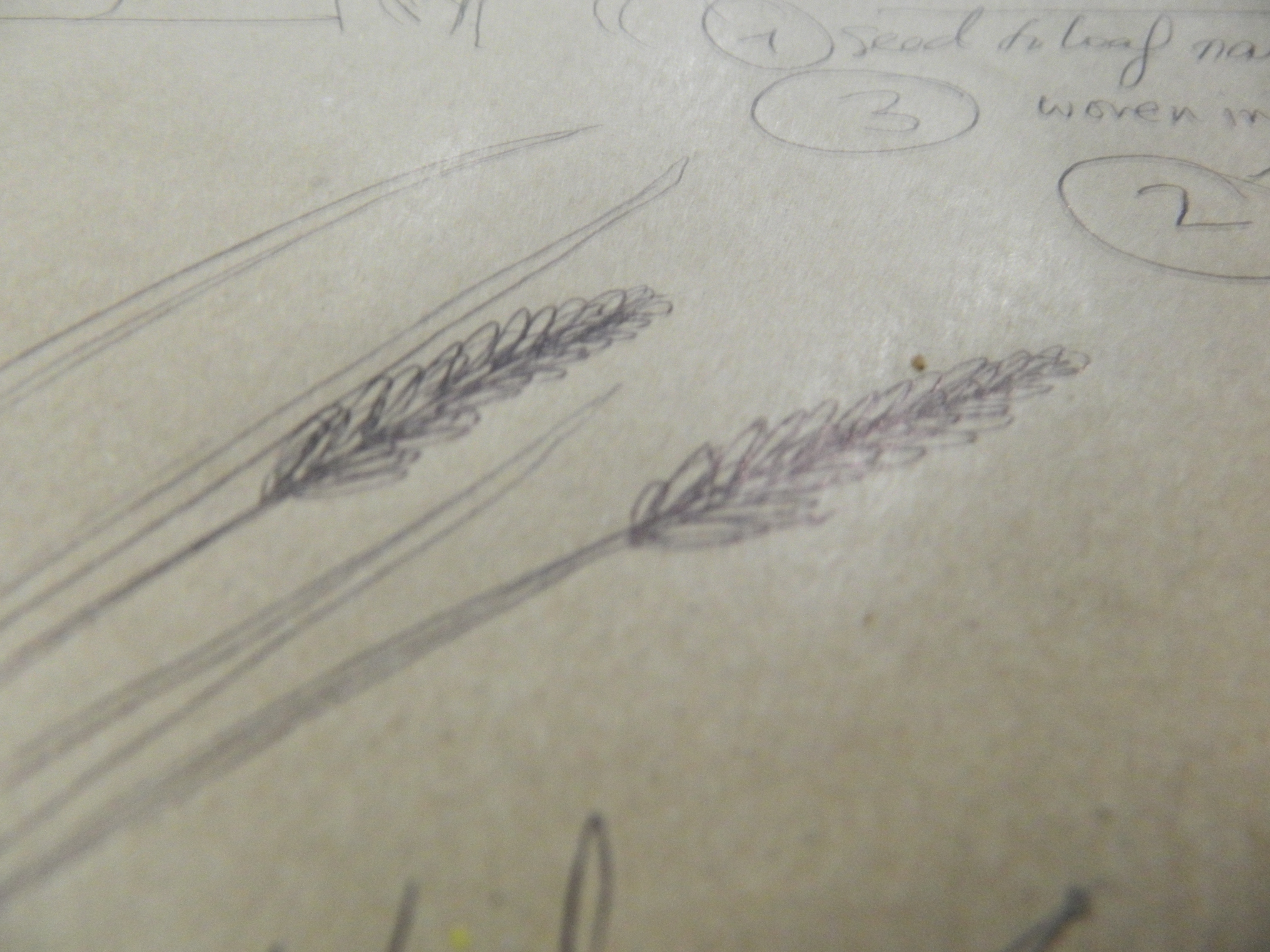 wheat grass drawn in biro on brown paper
